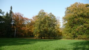 Wiese im Herbstlicht